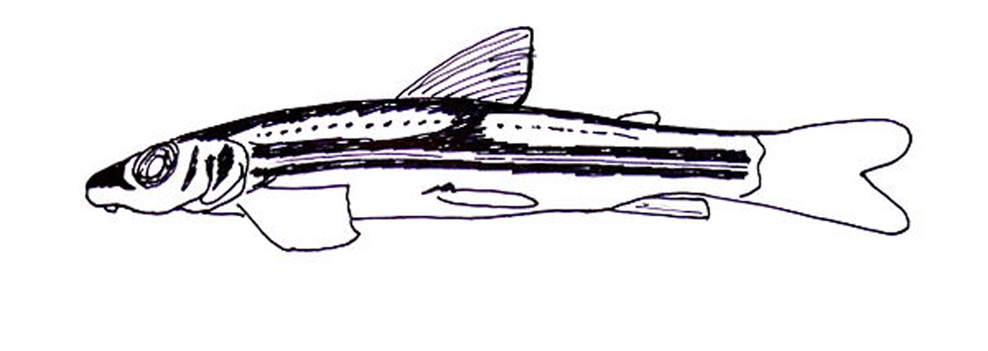Parodon guyanensis © <a href="//commons.wikimedia.org/wiki/User:Haplochromis" title="User:Haplochromis">Haplochromis</a>