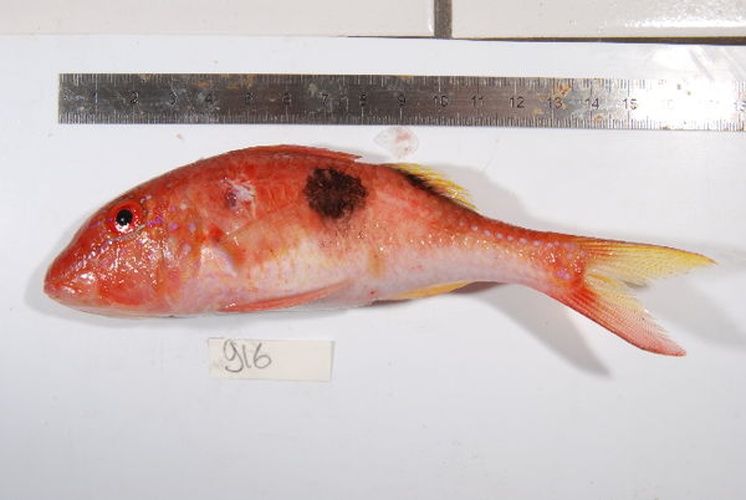 Parupeneus pleurostigma &copy; Serge Planes