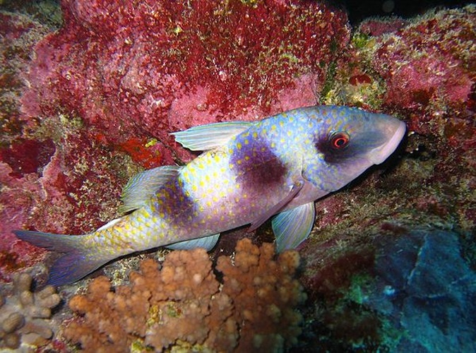 Parupeneus trifasciatus © <a rel="nofollow" class="external text" href="https://www.flickr.com/people/rling/">Richard Ling</a>
