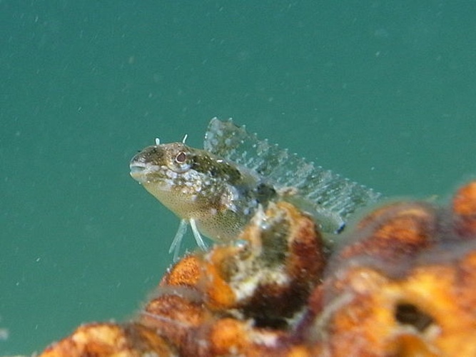 Petroscirtes breviceps &copy; <a href="//commons.wikimedia.org/w/index.php?title=User:Sylke_Rohrlach&amp;action=edit&amp;redlink=1" class="new" title="User:Sylke Rohrlach (page does not exist)">Sylke Rohrlach</a>