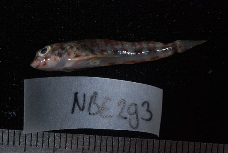 Petroscirtes mitratus &copy; Unspecified