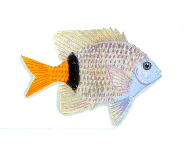 Plectroglyphidodon dickii © <a href="//commons.wikimedia.org/wiki/User:Xavier_Romero-Frias" title="User:Xavier Romero-Frias">Xavier Romero-Frias</a>