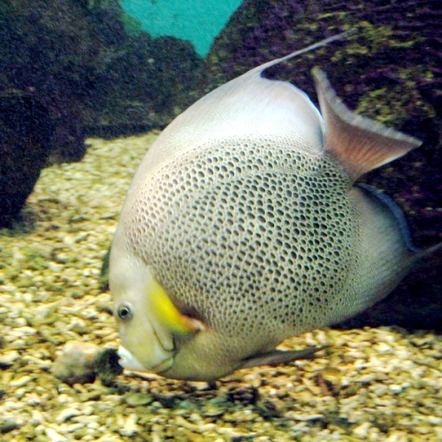 Gray angelfish © 