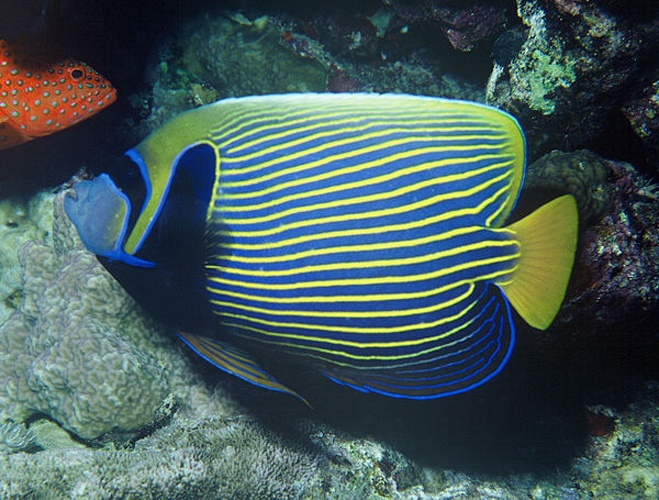 Emperor angelfish © <a href="https://en.wikipedia.org/wiki/nl:User:Albert_Kok" class="extiw" title="w:nl:User:Albert Kok">Albert Kok</a> at <a href="https://en.wikipedia.org/wiki/nl:" class="extiw" title="w:nl:">Dutch Wikipedia</a><br>
(<span lang="en">Original text:  <i>albert kok</i></span>)