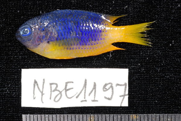 Pomacentrus caeruleus © Unspecified