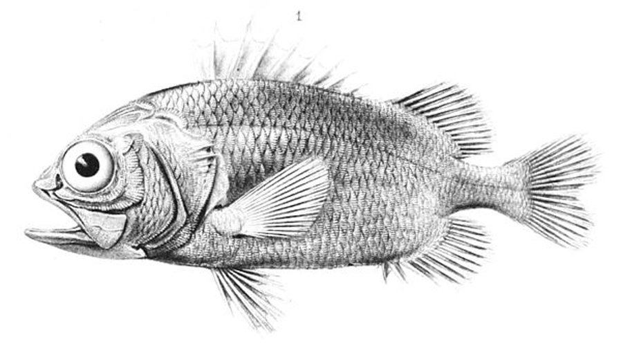 Plectrypops lima © text Alfred Grandidier (1836-1921) artists: various (Karmanski)