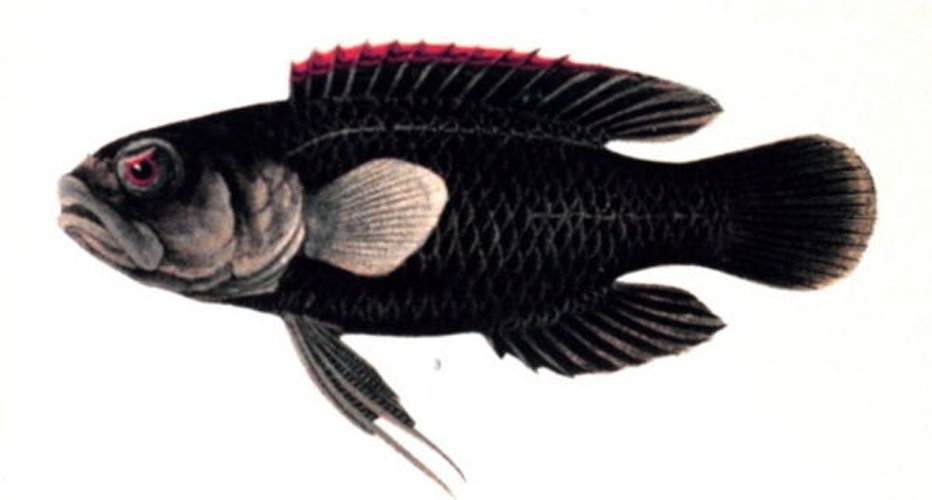 Plesiops coeruleolineatus © NOAA