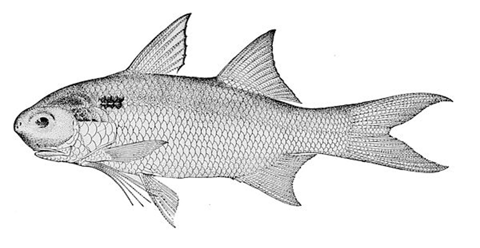 Polydactylus microstomus © <span lang="en">Anonymous</span><div style="display: none;">Unknown author</div>