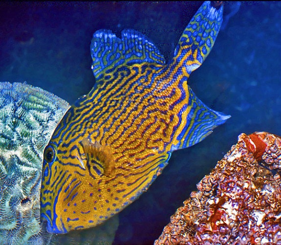 Blue or rippled triggerfish © <a href="//commons.wikimedia.org/wiki/User:Hectonichus" title="User:Hectonichus">Hectonichus</a>