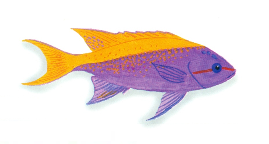 Pseudanthias evansi © <a href="//commons.wikimedia.org/wiki/User:Xavier_Romero-Frias" title="User:Xavier Romero-Frias">Xavier Romero-Frias</a>