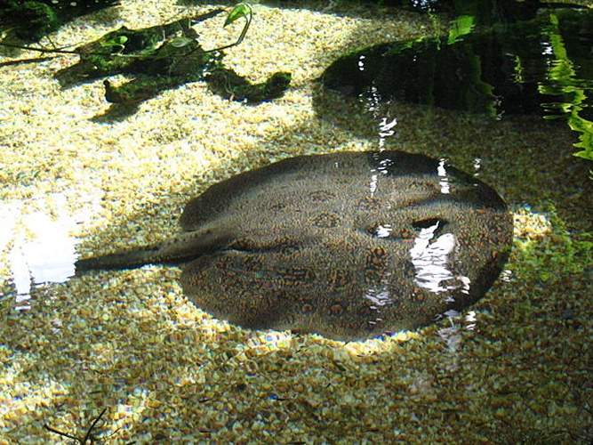 Potamotrygon orbignyi © <a rel="nofollow" class="external text" href="https://www.flickr.com/people/21720438@N03">Claire Powers</a> from Fairfax, VA, USA