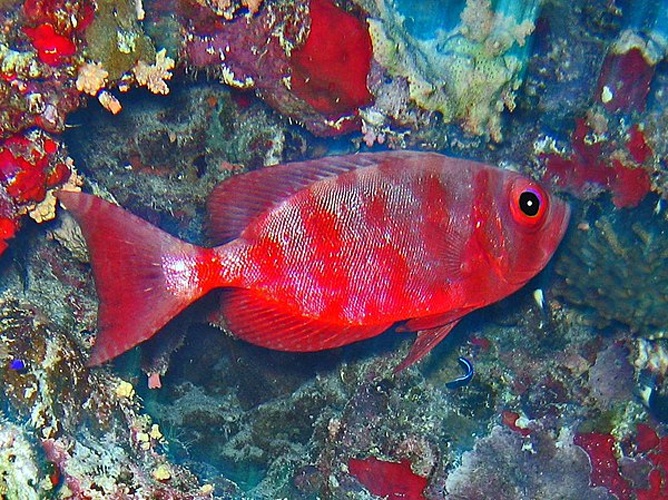 Priacanthus hamrur © <a href="//commons.wikimedia.org/wiki/User:Hectonichus" title="User:Hectonichus">Hectonichus</a>