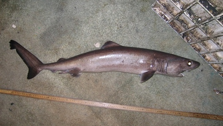 crocodile shark &copy; NOAA Observer Program