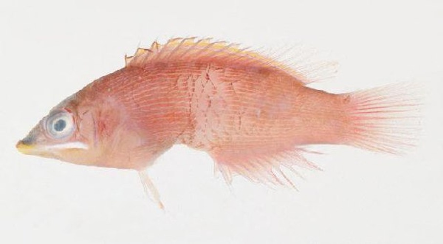 Pseudocheilinus evanidus © Jeffrey T. Williams