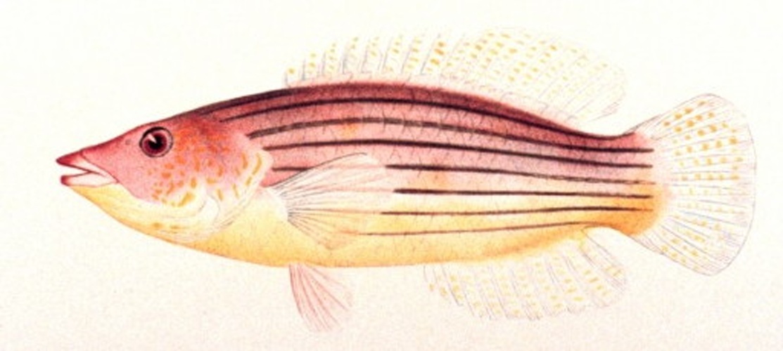Pseudocheilinus octotaenia © 