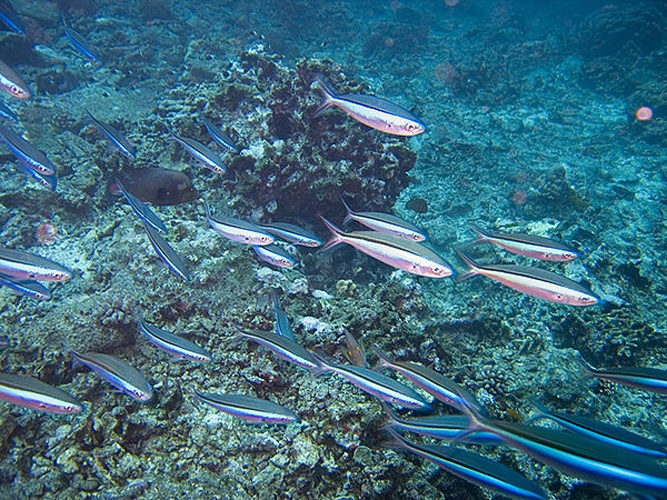 Pterocaesio tile © <a rel="nofollow" class="external text" href="https://www.flickr.com/people/61952179@N00">jon hanson</a>