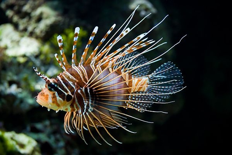 Pterois antennata © Christian Mehlführer, <i><a href="//commons.wikimedia.org/wiki/User:Chmehl" title="User:Chmehl">User:Chmehl</a></i>