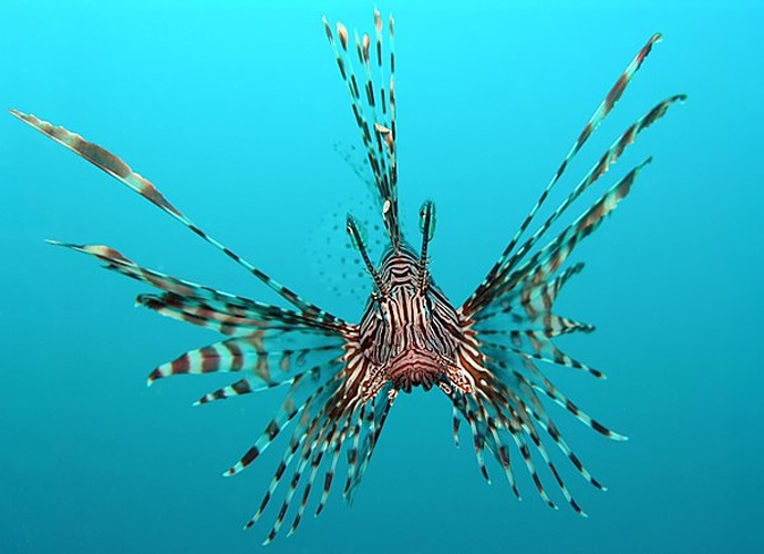Pterois volitans © Photo by <a href="//commons.wikimedia.org/wiki/User:Jnpet" title="User:Jnpet">Jens Petersen</a>, Edited by <a href="//commons.wikimedia.org/w/index.php?title=User:Olegiwit&amp;action=edit&amp;redlink=1" class="new" title="User:Olegiwit (page does not exist)">User:Olegiwit</a> (cloned in part of fins) and <a href="//commons.wikimedia.org/wiki/User:Fir0002" title="User:Fir0002">Fir0002</a> (removed spots and noise)