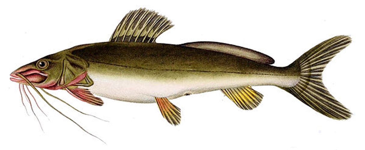 Rhamdia quelen © <bdi><a href="https://www.wikidata.org/wiki/Q18508574" class="extiw" title="d:Q18508574">Paul Louis Oudart</a>
</bdi>