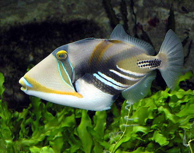 Lagoon triggerfish © <a href="//commons.wikimedia.org/wiki/User:Arpingstone" title="User:Arpingstone">Arpingstone</a>