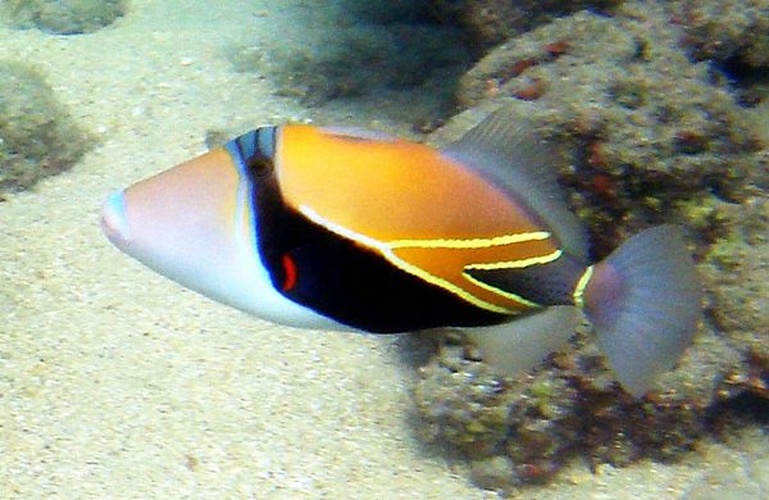 Reef triggerfish © <a href="//commons.wikimedia.org/wiki/User:Qyd" title="User:Qyd">Qyd</a> (<a href="//commons.wikimedia.org/wiki/User_talk:Qyd" title="User talk:Qyd">talk</a><span style="white-space:nowrap"> <b>·</b></span> <a href="//commons.wikimedia.org/wiki/Special:Contributions/Qyd" title="Special:Contributions/Qyd">contribs</a>)