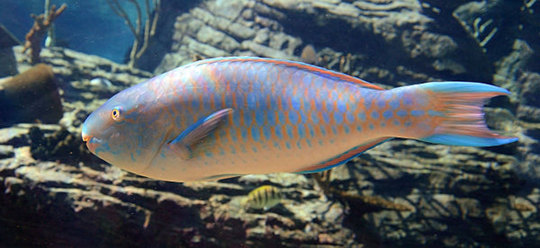 Scarus ghobban © Amada44