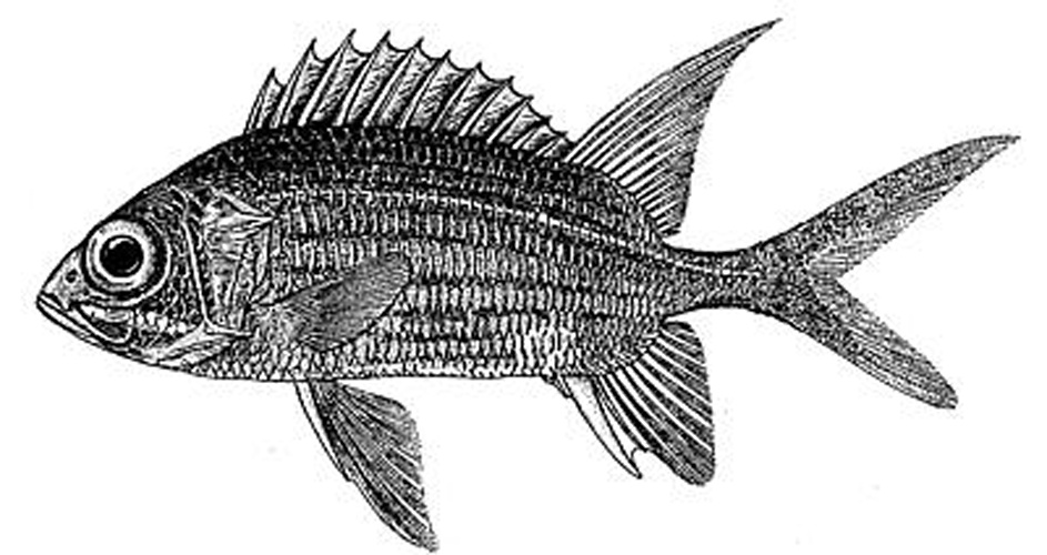 Sargocentron diadema © 