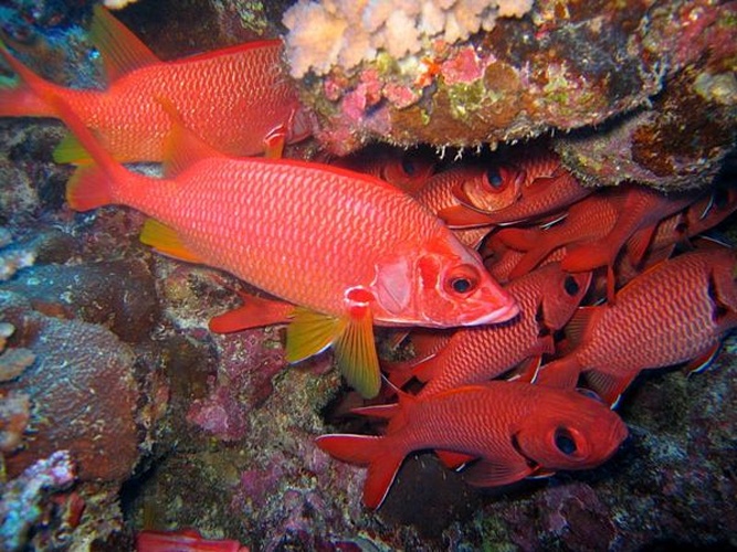 Sargocentron spiniferum © <a href="//commons.wikimedia.org/wiki/User:Hectonichus" title="User:Hectonichus">Hectonichus</a>