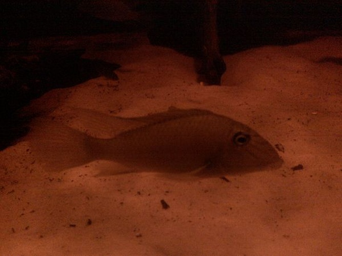 Satanoperca jurupari © <a href="//commons.wikimedia.org/wiki/User:Bjoertvedt" title="User:Bjoertvedt">Bjoertvedt</a>