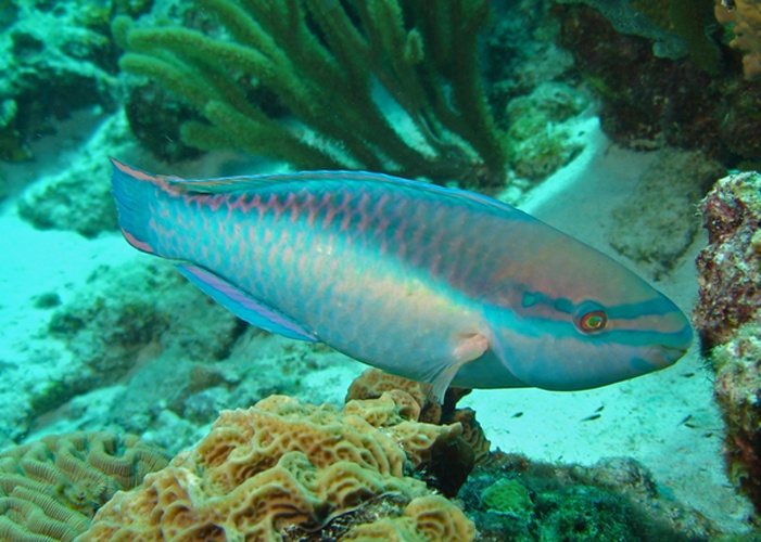 Princess parrotfish © The original uploader was <a href="https://en.wikipedia.org/wiki/User:Adona9" class="extiw" title="wikipedia:User:Adona9">Adona9</a> at <a href="https://en.wikipedia.org/wiki/" class="extiw" title="wikipedia:">English Wikipedia</a>.