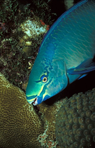 Queen parrotfish &copy; <a rel="nofollow" class="external text" href="https://www.flickr.com/people/laszlo-photo/">LASZLO ILYES (laszlo-photo) from Cleveland, Ohio, USA</a>