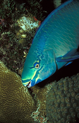 Queen parrotfish © <a rel="nofollow" class="external text" href="https://www.flickr.com/people/laszlo-photo/">LASZLO ILYES (laszlo-photo) from Cleveland, Ohio, USA</a>