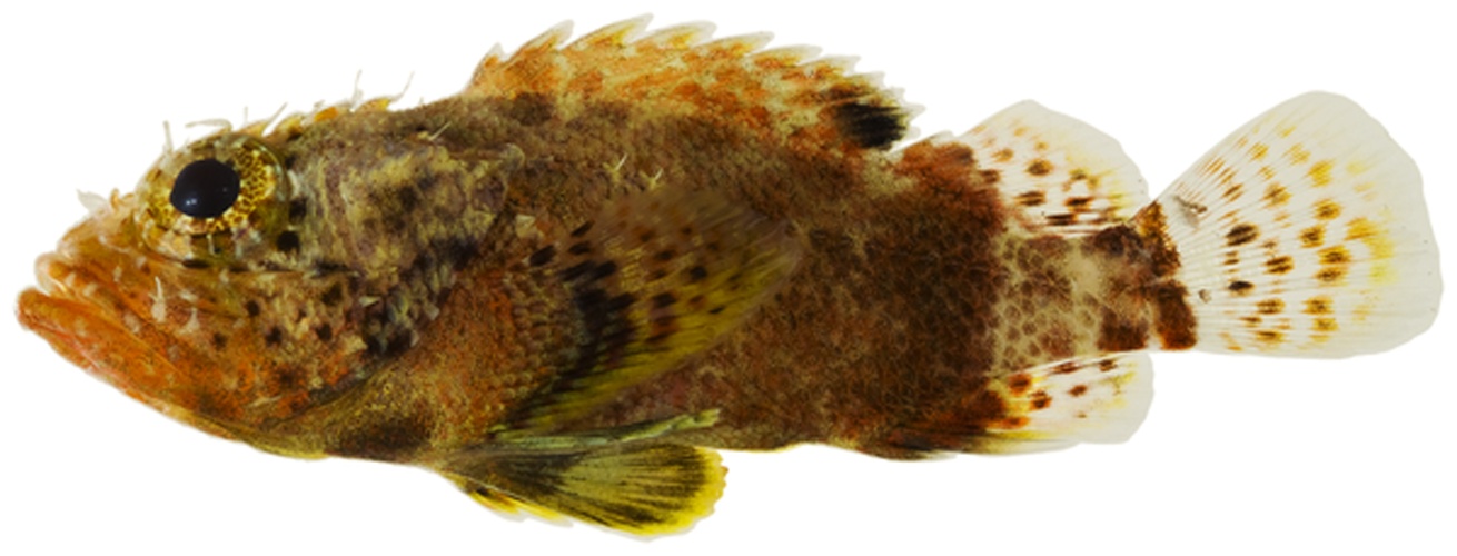 Scorpaenodes caribbaeus &copy; Williams, J. T.; Carpenter, K. E.; Van Tassell, J. L.; Hoetjes, P.; Toller, W.; Etnoyer, P.; Smith, M.