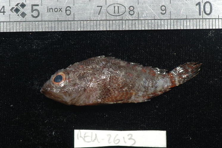 Scorpaenodes kelloggi © Serge Planes