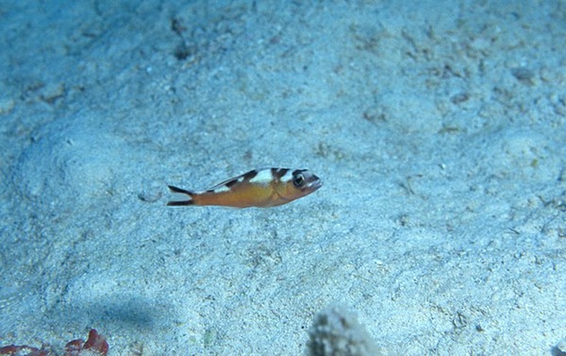 Serranus tabacarius © <a rel="nofollow" class="external text" href="https://www.flickr.com/people/51647007@N08">NOAA Photo Library</a>