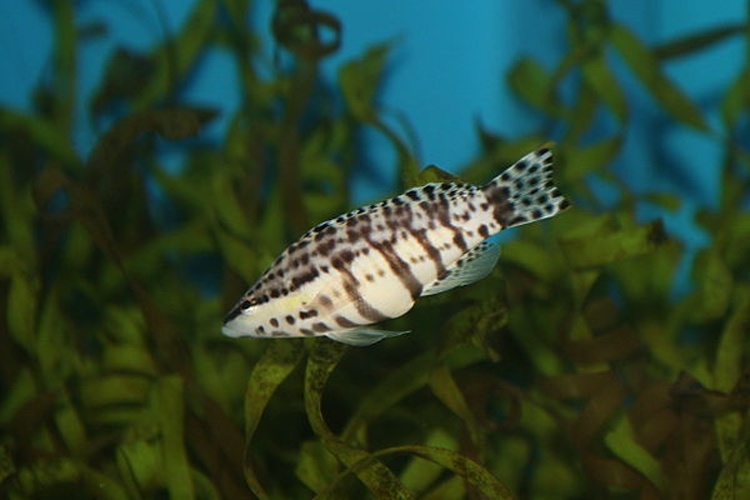 Serranus tigrinus © <a rel="nofollow" class="external text" href="https://www.flickr.com/photos/28567825@N03">Cliff</a>