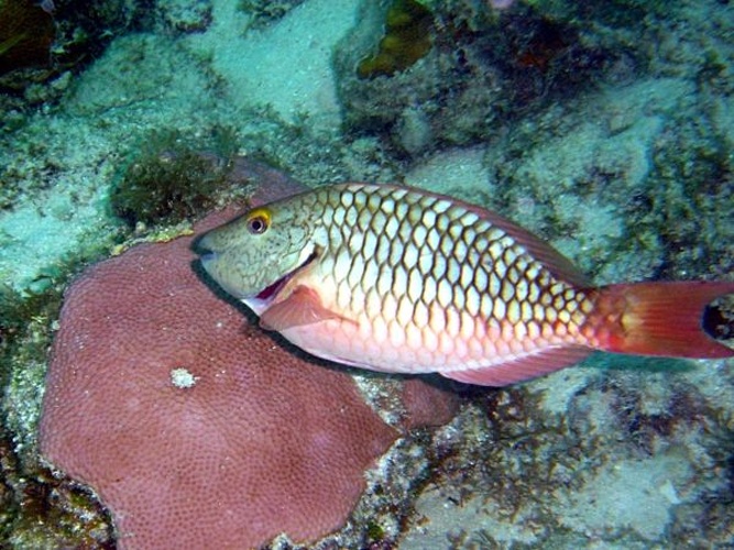 Sparisoma chrysopterum © <a rel="nofollow" class="external text" href="http://herramientas.educa.madrid.org/animalandia/autor.php?nombre=Fernando%20Herranz%20Mart%C3%ADn">Fernando Herranz Martín</a>