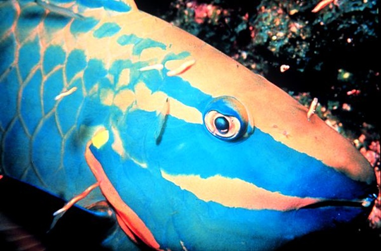 Stoplight parrotfish © Florida Keys National Marine Sanctuary Staff