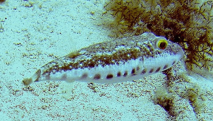 Bandtail puffer &copy; <a href="//commons.wikimedia.org/wiki/User:Rex_shock" title="User:Rex shock">Rex shock</a> Richard A. Ingebrigtsen