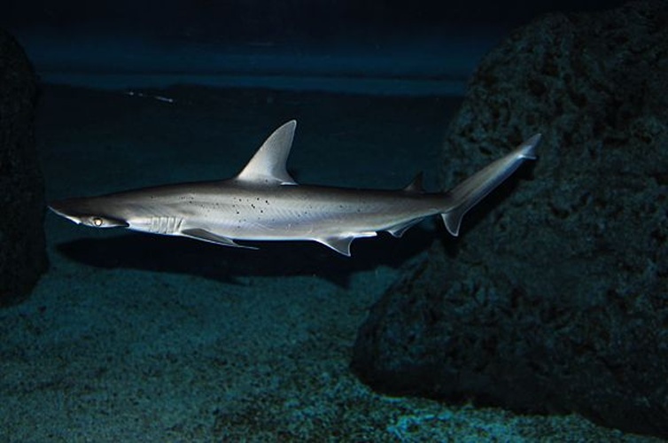 bonnethead &copy; <a rel="nofollow" class="external text" href="https://www.flickr.com/people/66742614@N00">Valerie Everett</a> from Indianapolis, USA