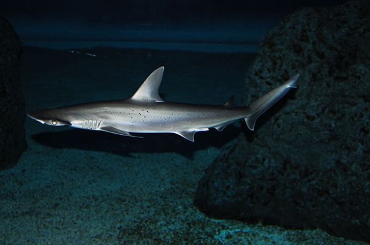 bonnethead © <a rel="nofollow" class="external text" href="https://www.flickr.com/people/66742614@N00">Valerie Everett</a> from Indianapolis, USA