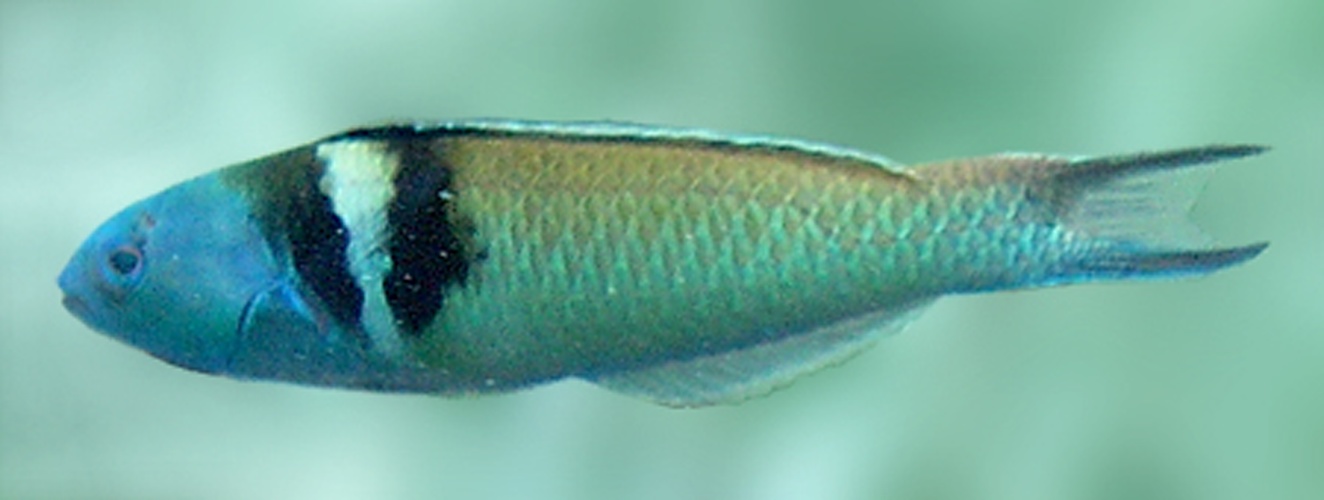 Thalassoma bifasciatum &copy; <a rel="nofollow" class="external text" href="http://www.marcinek.sk">Tibor Marcinek</a>