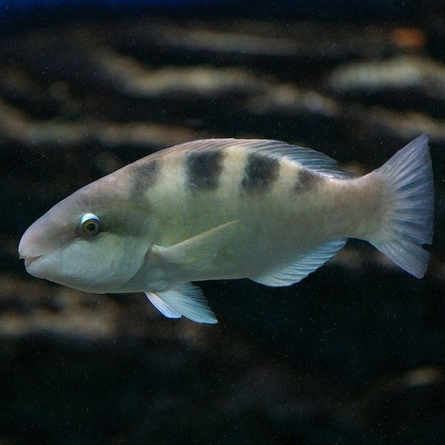 Thalassoma hardwicke &copy; 