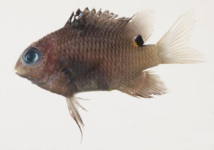 Stegastes albifasciatus © Jeffrey T. Williams