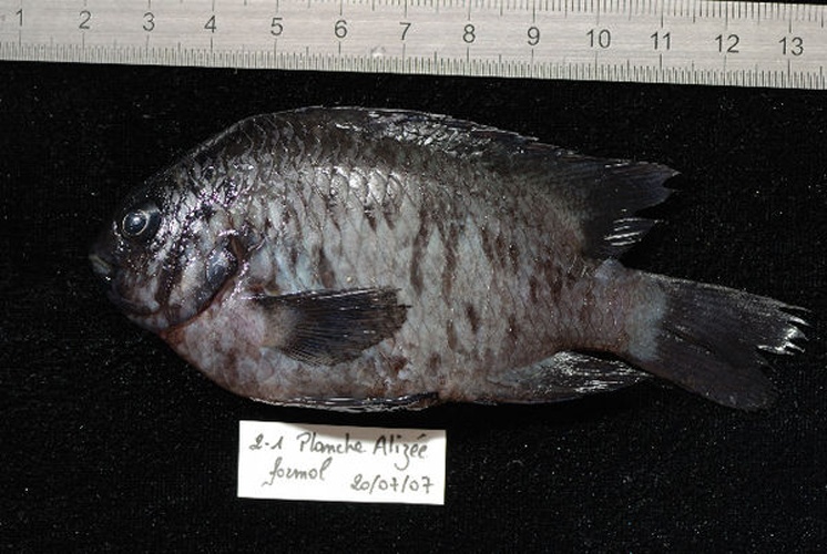 Stegastes limbatus © Nicolas Hubert