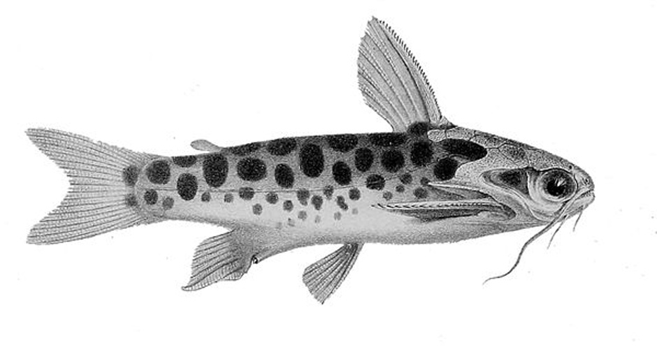 Tatia intermedia © <span lang="en">Anonymous</span><div style="display: none;">Unknown author</div>