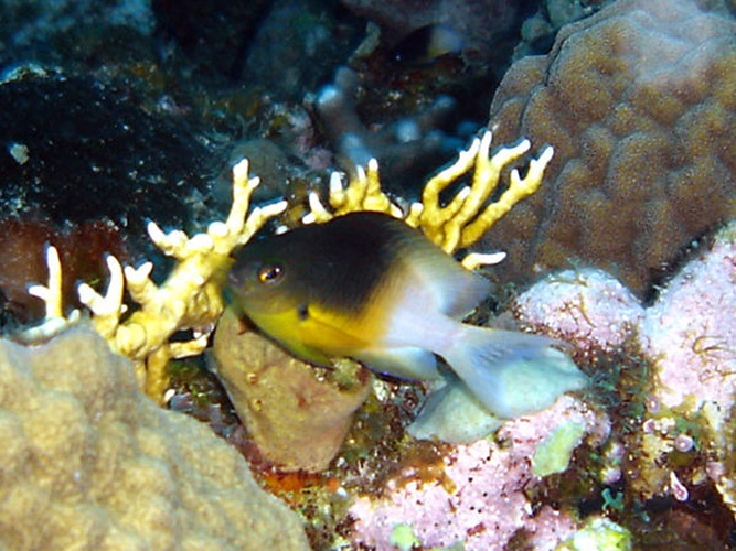 Stegastes partitus © <a rel="nofollow" class="external text" href="http://herramientas.educa.madrid.org/animalandia/autor.php?nombre=Quint%C3%ADn%20Mu%C3%B1oz">Quintín Muñoz</a>