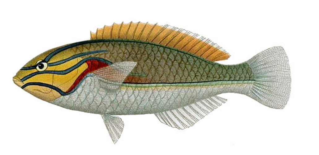 Stethojulis bandanensis &copy; <span lang="en">Unknown</span>