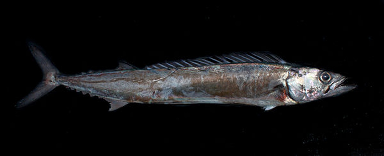 Thyrsites atun © <a rel="nofollow" class="external text" href="https://www.flickr.com/photos/19731486@N07">Brian Gratwicke</a>