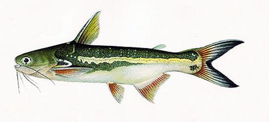 Trachelyopterus galeatus © 